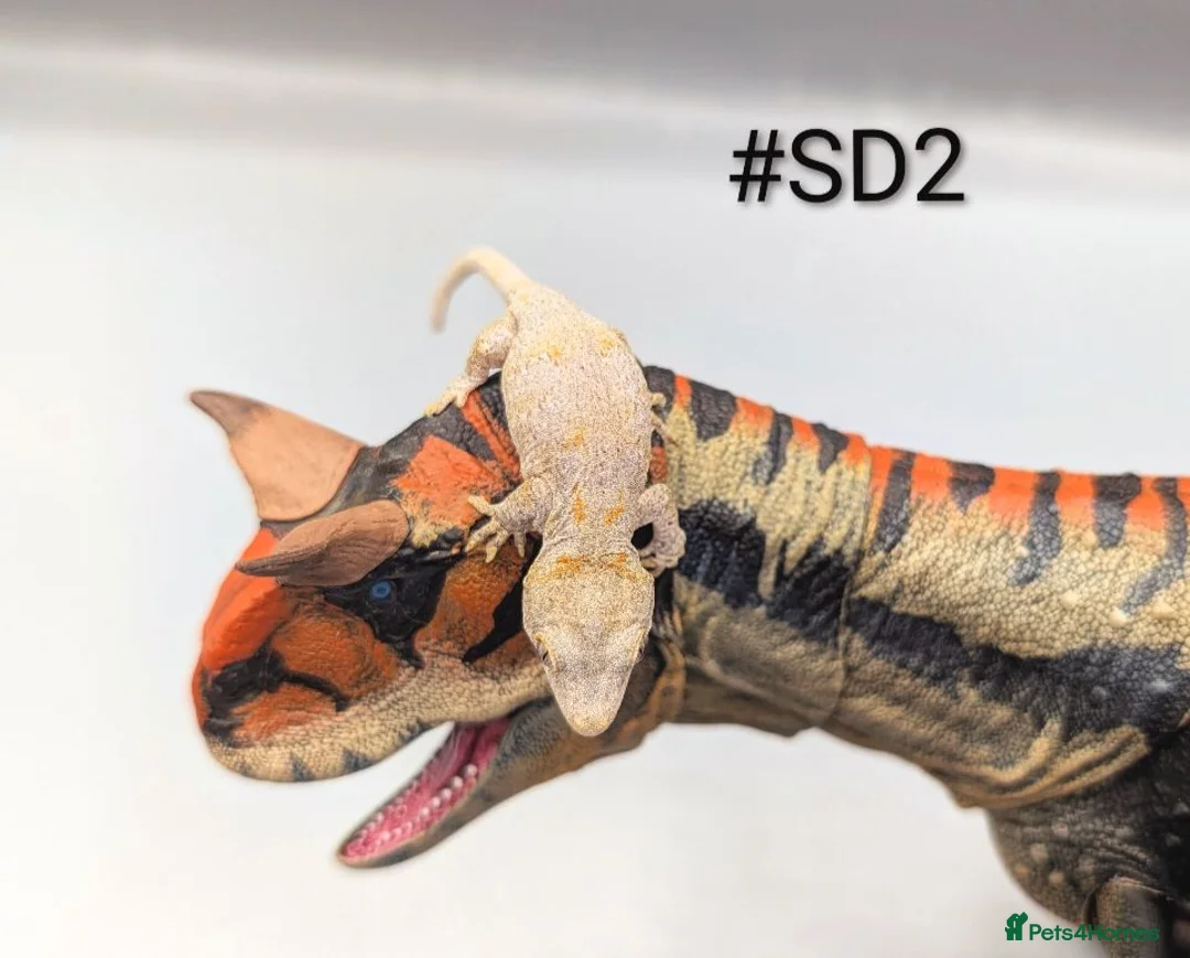 Gecko reptiles for sale: Orange blotch gargoyle gecko cb26 - Advert 2