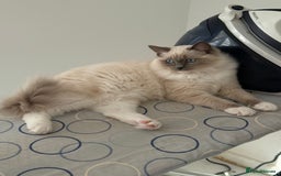 Ragdoll cats for sale: ❤️Ragdoll kittens with 5 gen pedigree❤️ - Image 5