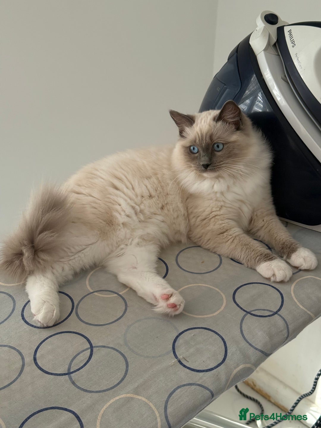 Ragdoll cats for sale: ❤️Ragdoll kittens with 5 gen pedigree❤️ - Image 5