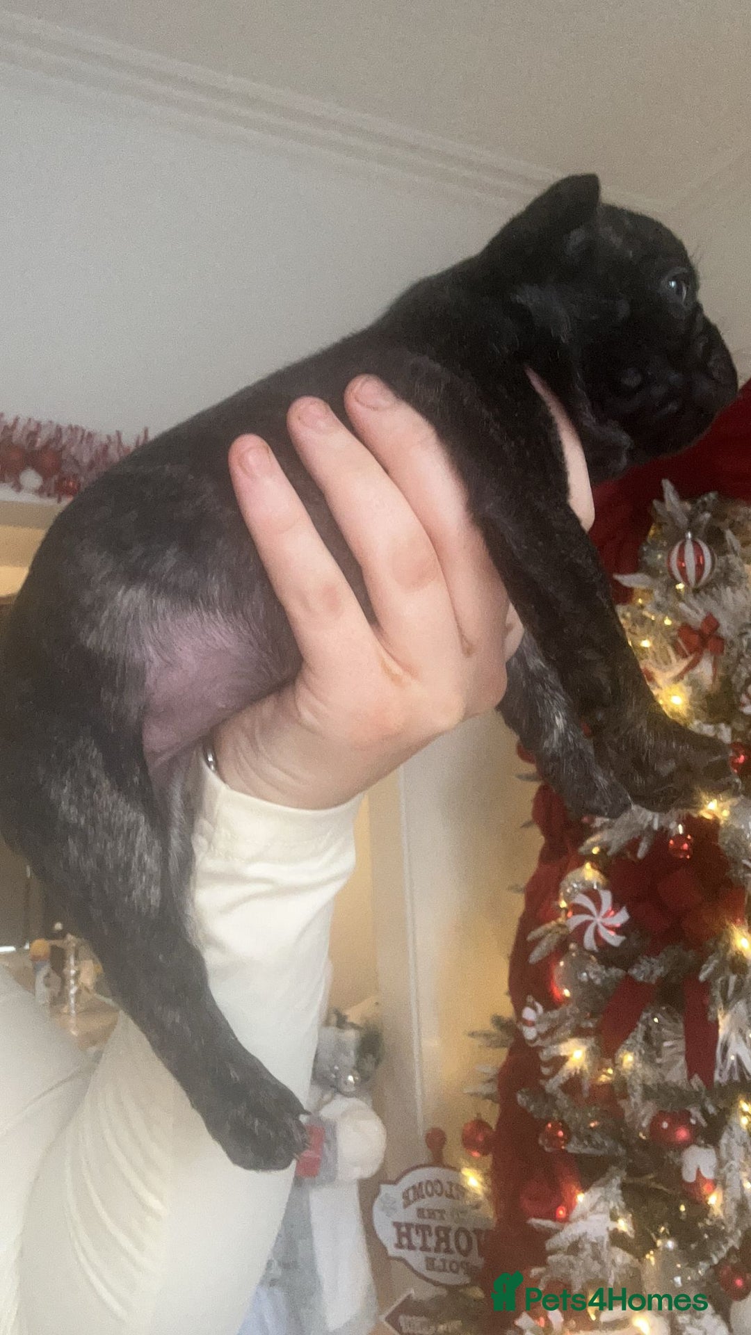 French Bulldog dogs for sale: Gorgeous French bull dog puppies for sale  - Image 4