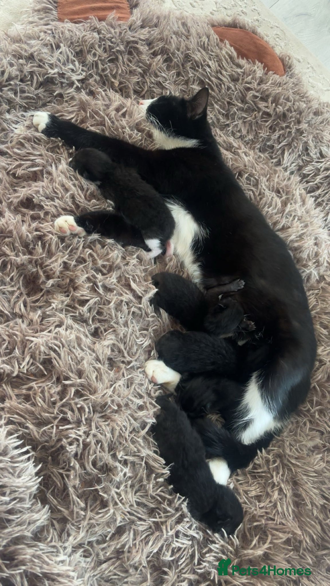 LaPerm cats Laperm kittens for sale🌸 - Advert 1