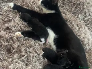 LaPerm cats Laperm kittens for sale🌸 - Advert 1