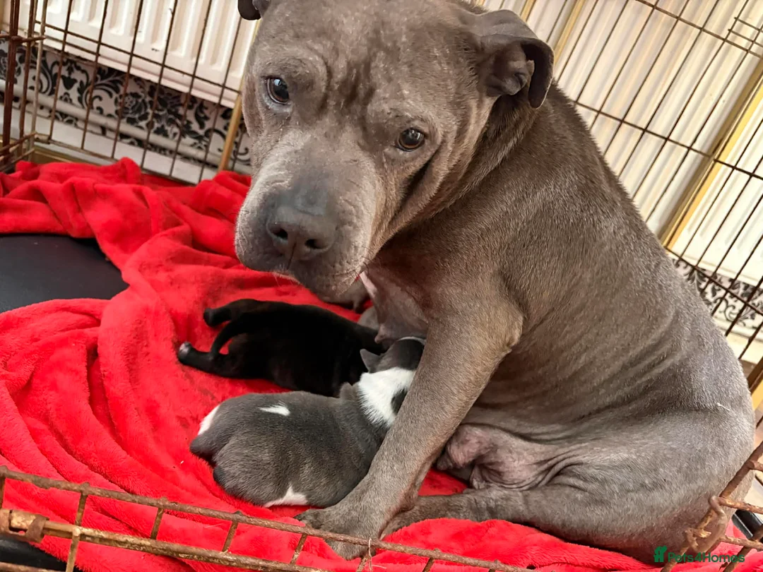 Staffordshire Bull Terrier dogs for sale: Staffy pupies  - Advert 2