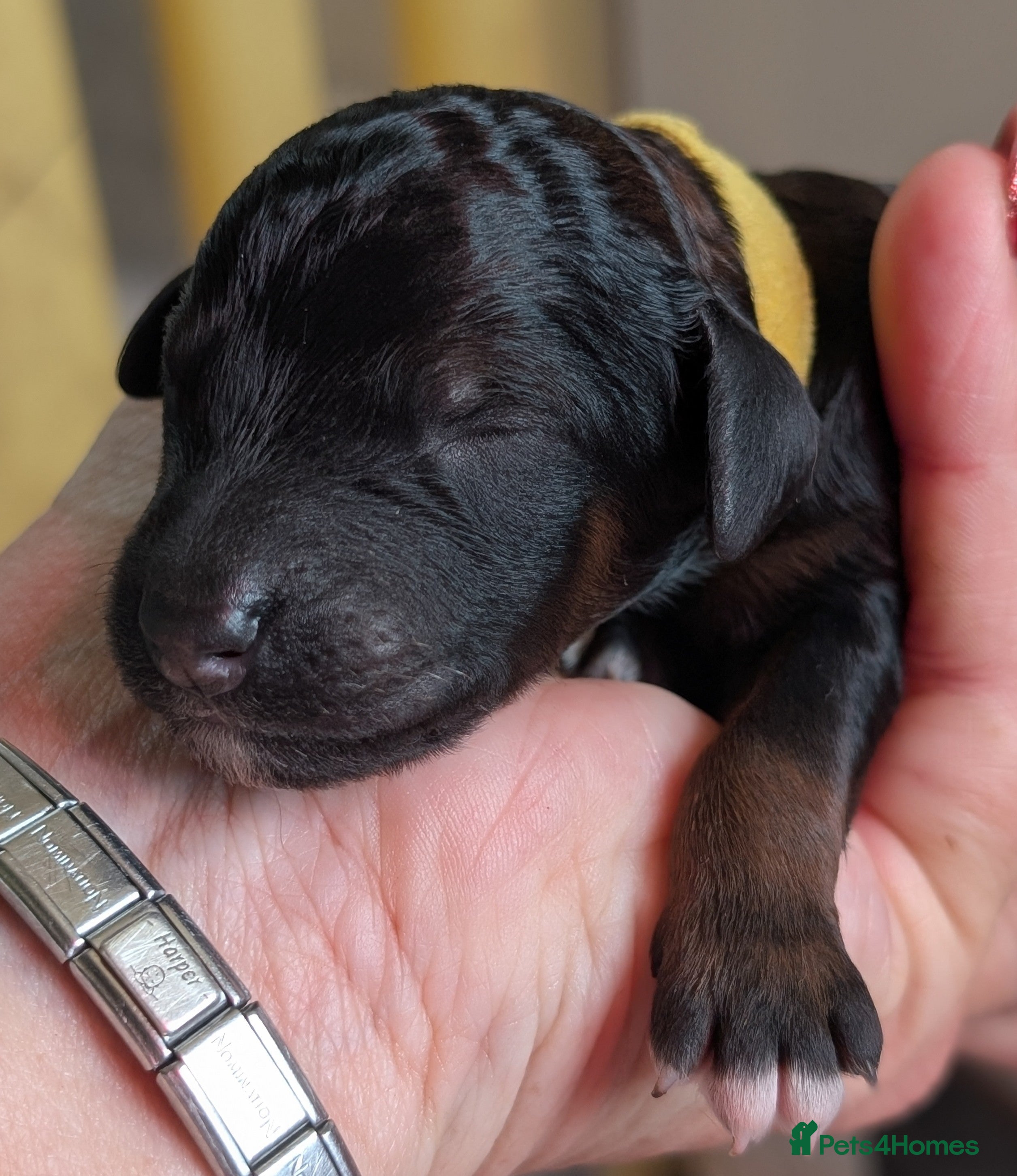 Mixed Breed dogs Rottweiler x puppies Rottle - Advert 2