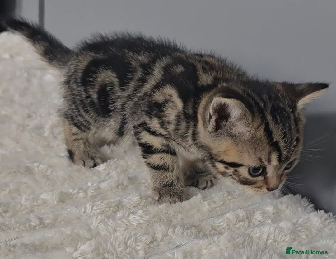 British Shorthair cats for sale: Beautiful gccf registered bsh kittens  - Image 6