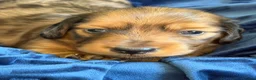 Miniature Dachshund dogs for sale: Beautiful Dapple Litter Born 14th June 2026 - Advert 9