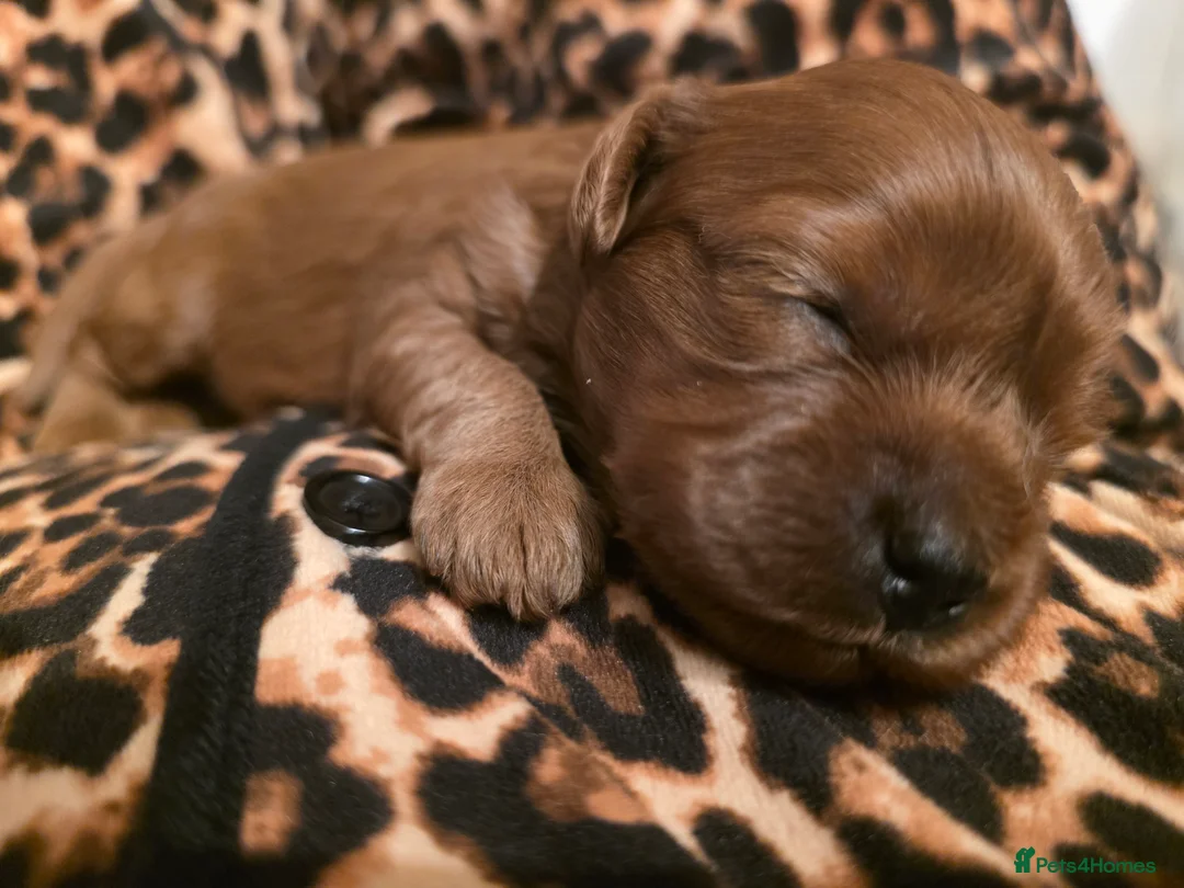 Cavapoo dogs for sale: Small F2 Cavapoo Puppies – Family Raised - Advert 21