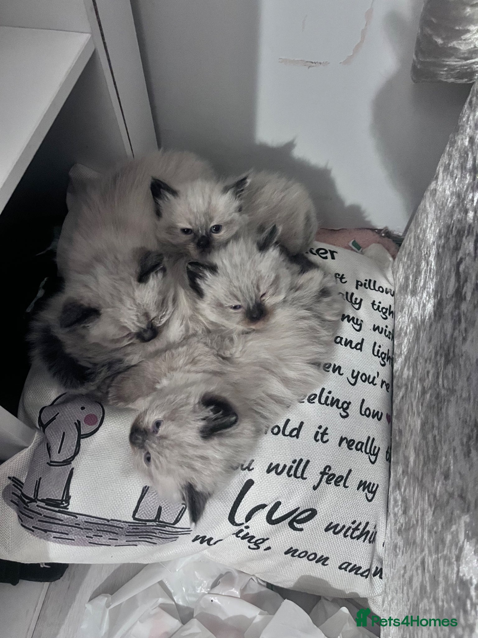 Ragdoll cats for sale: Beautiful, fluffy ragdoll kittens - Advert 1