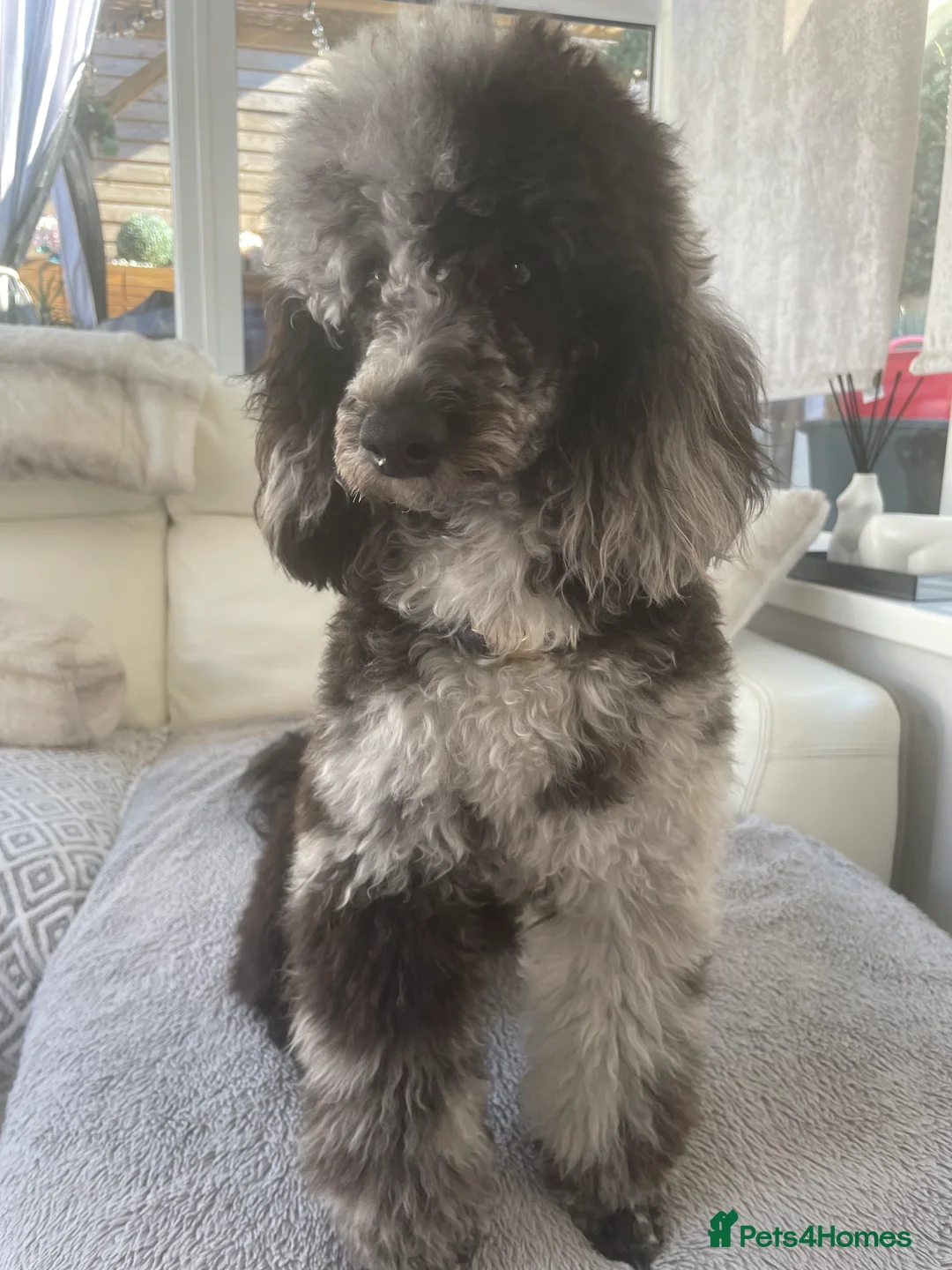 Miniature Poodle dogs for stud: Blue Merle Miniature Poodle (PROVEN) Health Tested in Sunderland - Advert 19