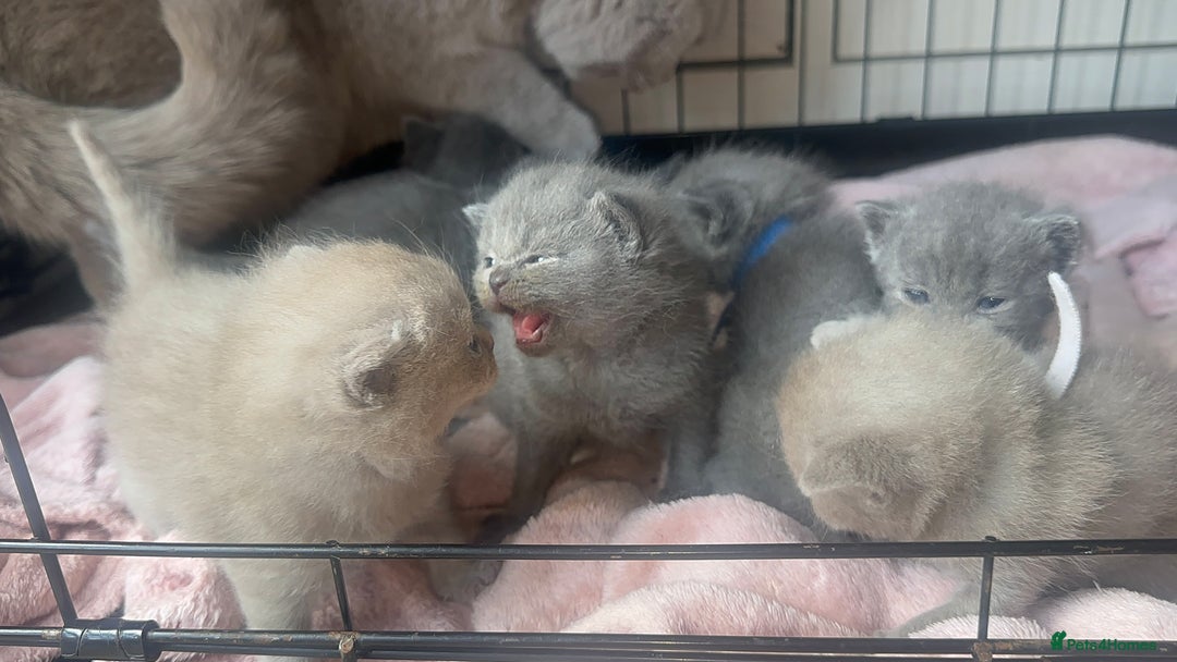 British Shorthair cats for sale: Stunning British Short Hair Kittens - Image 10