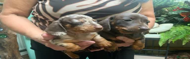 Miniature Dachshund 4