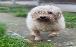 Miniature Poodle dogs for sale: 2 year old miniature poodle female  - Image 3