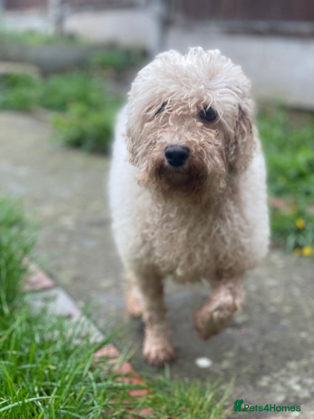 Miniature Poodle dogs for sale: 2 year old miniature poodle female  - Image 3