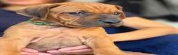 Rhodesian Ridgeback dogs for sale: Seriously Gorgeous Rhodesian Ridgeback Puppies - Advert 9