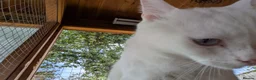 Mixed Breed cats for adoption: Gorgeous Blue Eyed Rescue in Bristol - Advert 9
