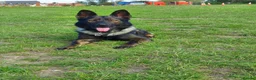 German Shepherd dogs for sale: DDR X Czech line Puppies  - Advert 8