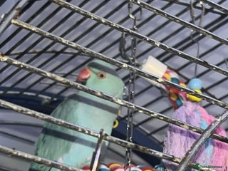 Ringnecks birds 1 year old talking male indian ringneck - Advert 5