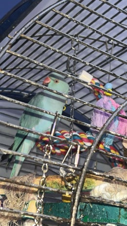 Ringnecks birds 1 year old talking male indian ringneck - Advert 1