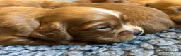 Cocker Spaniel dogs for sale: Healthy working cocker spaniels  - Advert 5