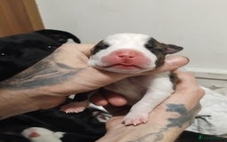 Mixed Breed dogs for sale: Staffordshire bull terrier cross - Advert 2