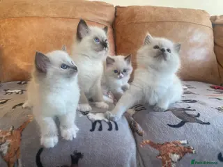 Ragdoll cats Pure Ragdoll GCCF kittens - Advert 6
