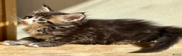 Maine Coon cats for sale: Beautiful Maine Coon kittens - Advert 12