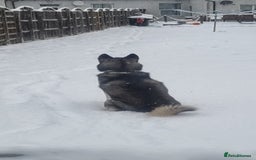 Siberian Husky dogs for sale: Rehoming my beloved Husky - Image 5