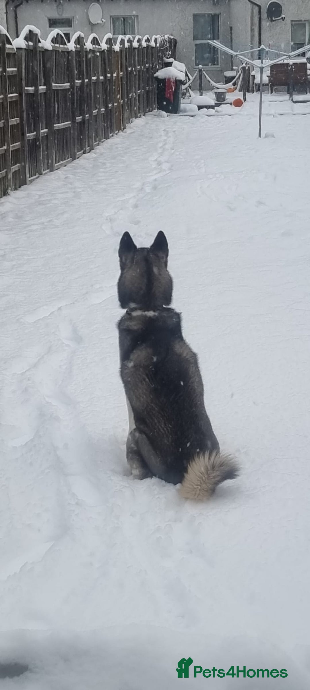 Siberian Husky dogs for sale: Rehoming my beloved Husky - Image 5
