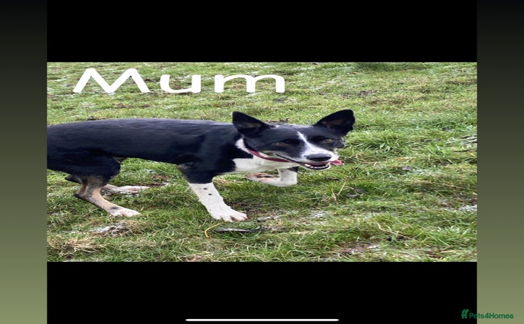 Border Collie dogs - Advert 1
