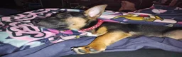 Jack Chi dogs for sale: Jack Chi pup  black tan  in Bradford - Advert 7