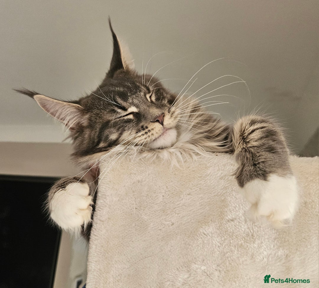 Maine Coon cats for sale: Stunning quality silver Tica Mainecoon kittens  - Advert 18