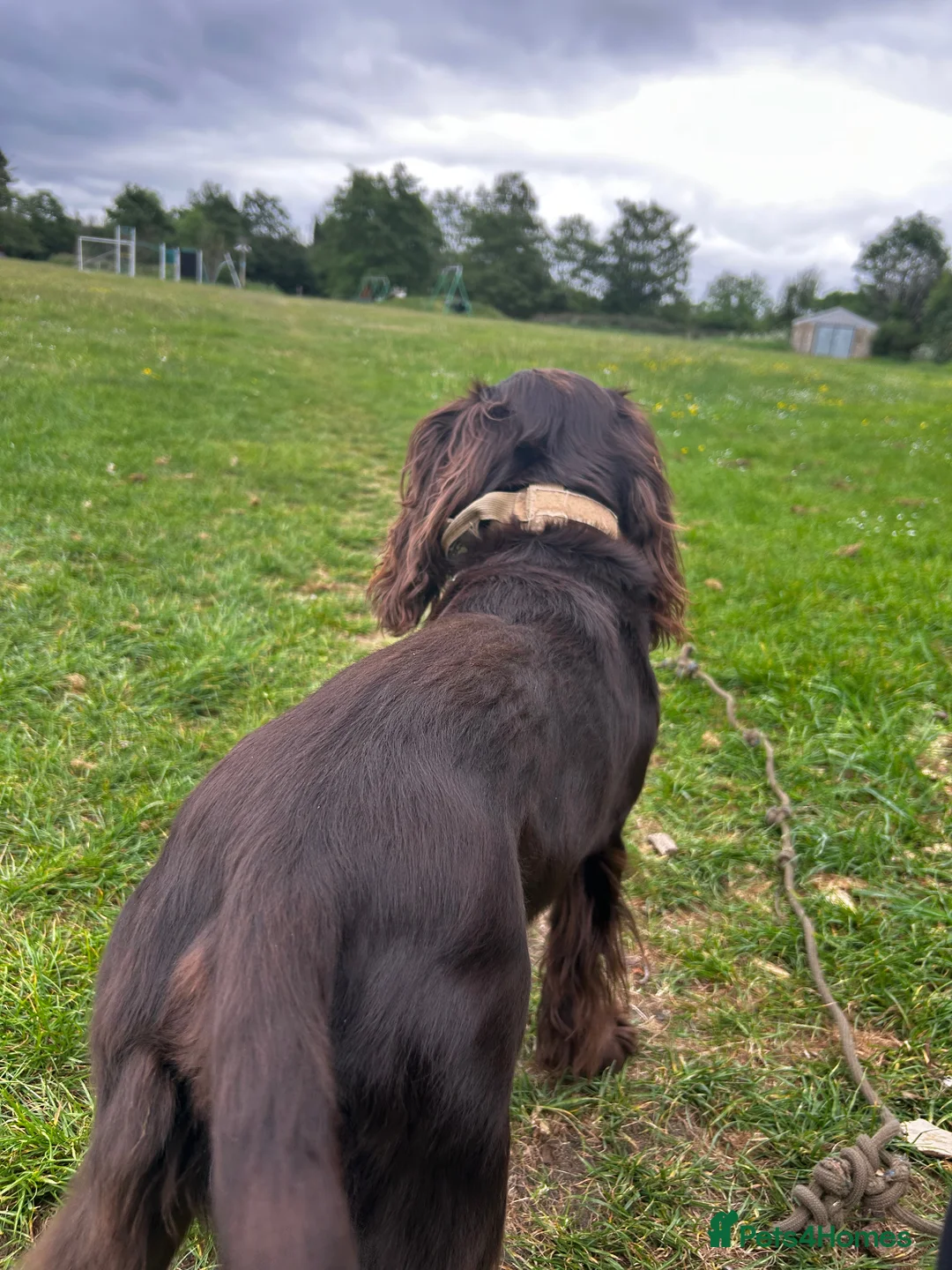 Cocker Spaniel dogs for stud: Working Cocker Spaniel from a strong line in Wallingford - Advert 7