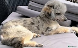 Cockapoo dogs for sale: The best cockapoos  - Image 28