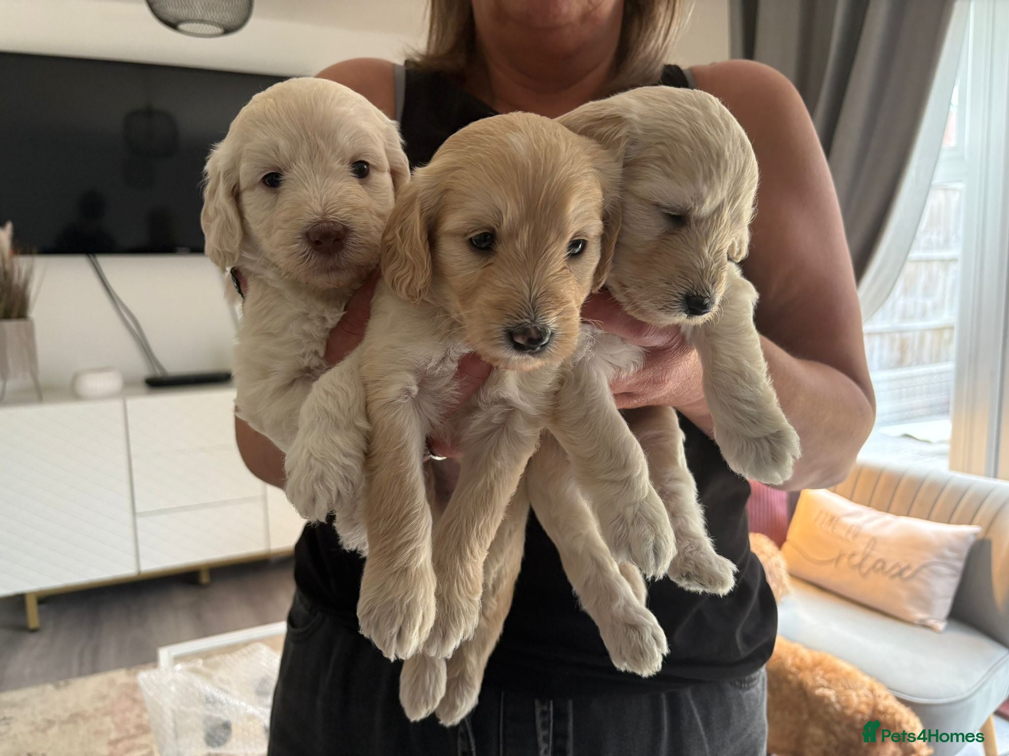 Labradoodle dogs Labradoodle puppies x 3 girls left ❤️ - Advert 7