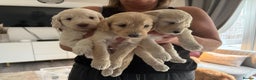 Labradoodle dogs for sale: Labradoodle puppies x 3 girls left ❤️ - Advert 1