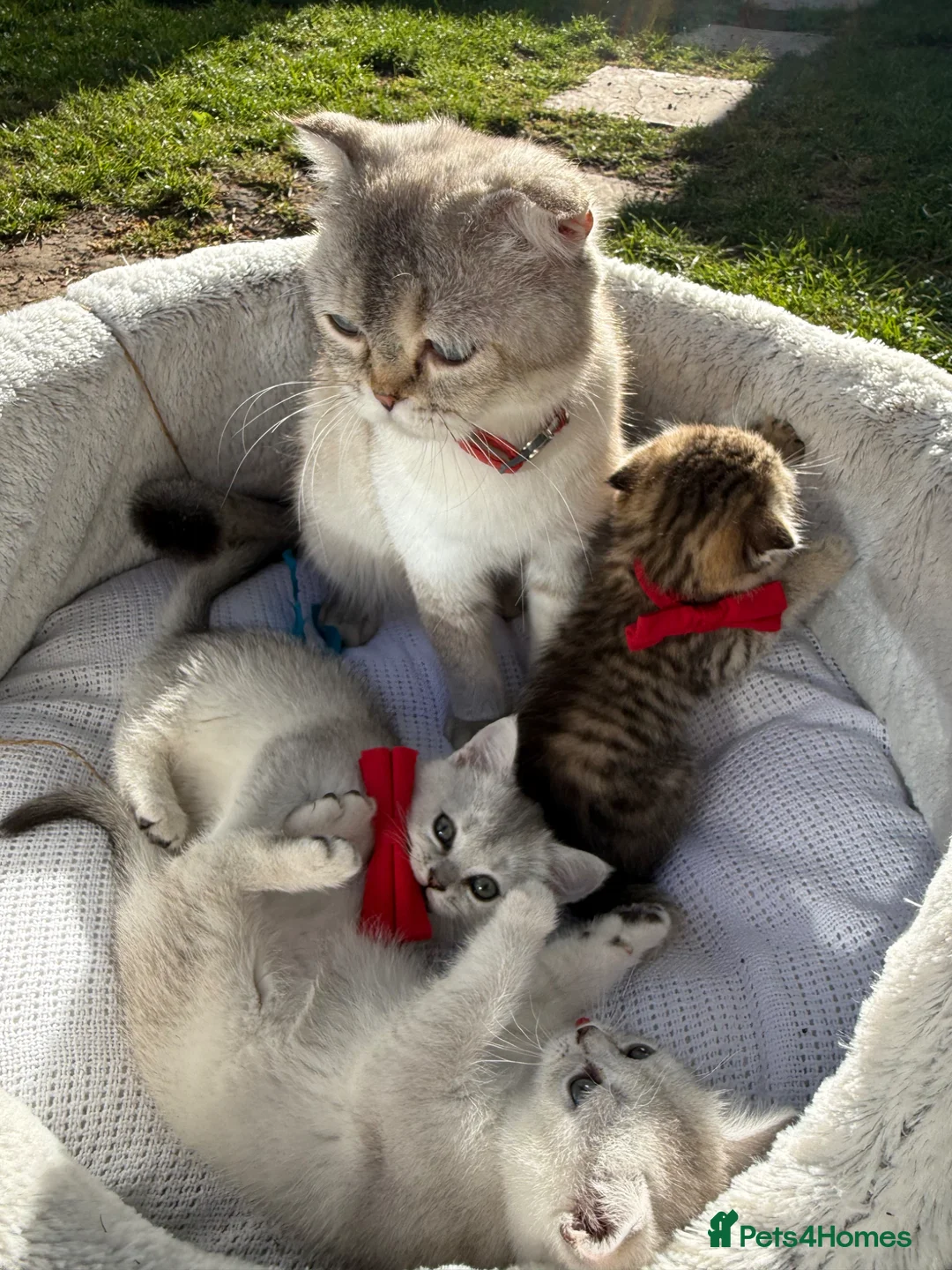 Scottish Fold cats for sale: Scotish Stright  - Advert 5