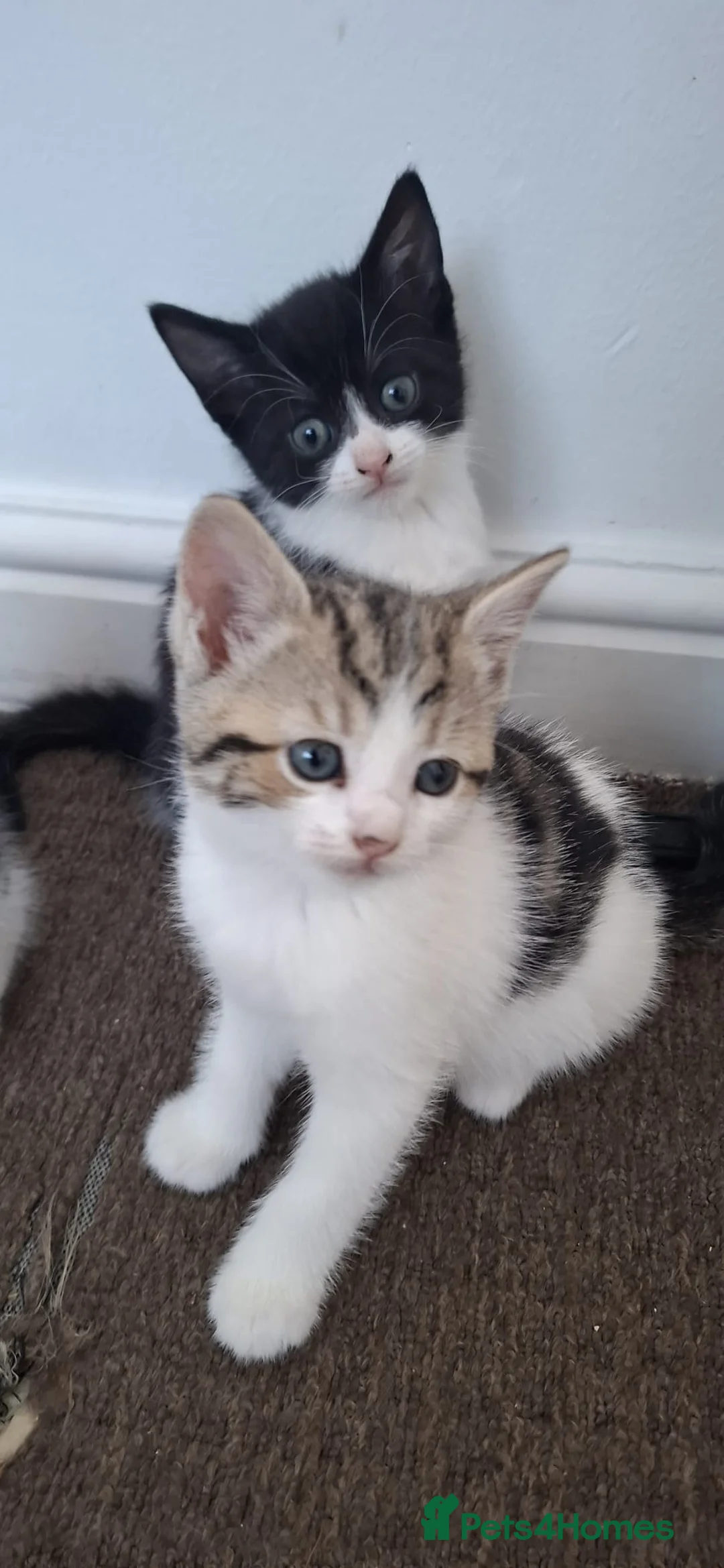 Mixed Breed cats for sale: 4 kittens for sale in Corby - Advert 4