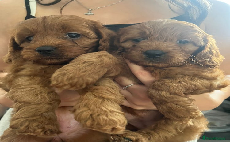 Cavapoo dogs - Advert 12