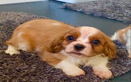Cavalier King Charles Spaniel dogs for sale: Beautiful litter of King Charles Cavaliers - Image 9