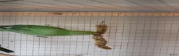 Ringnecks birds for sale: Juveniles ringnecks - Advert 5