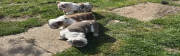 English Bulldog dogs for sale: Beautiful bulldog girl puppy  - Advert 7
