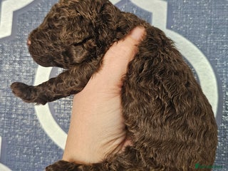 Miniature Poodle dogs - Advert 1