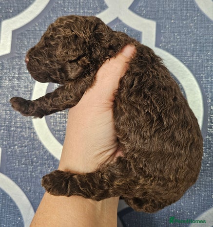 Miniature Poodle dogs - Advert 9