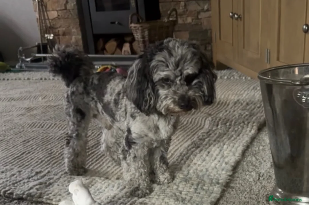 Lhasapoo dogs for stud: Lhasapoo STUD  in Kettering - Advert 2