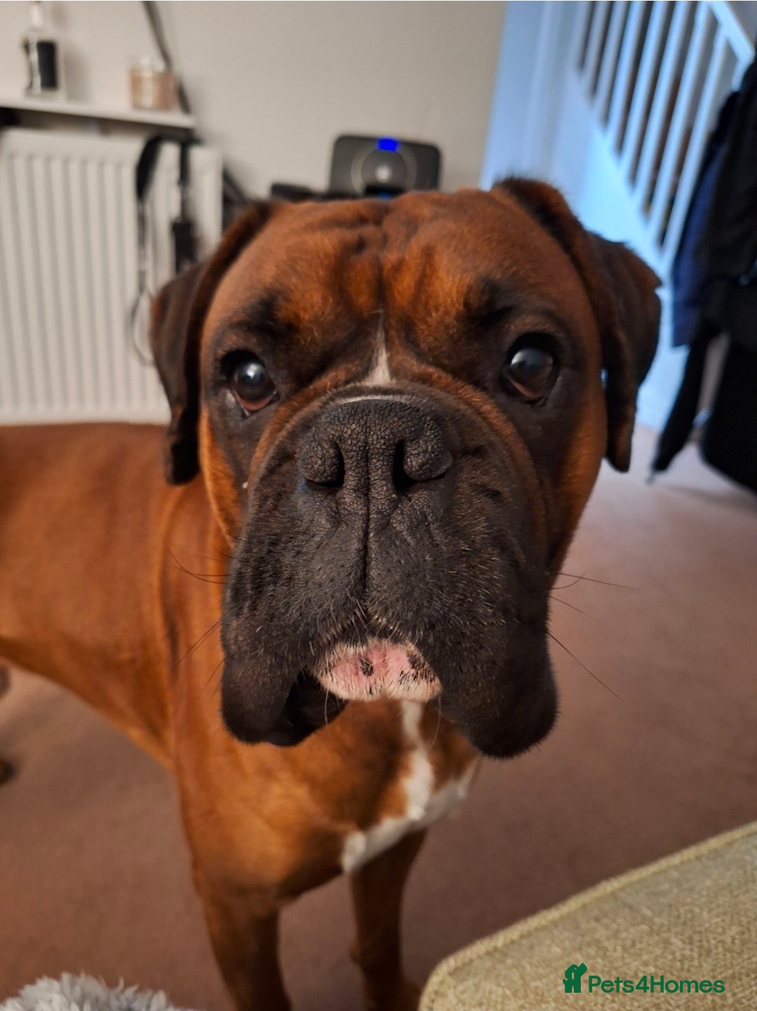Boxer dogs for stud: Beautiful Arthur - Advert 2