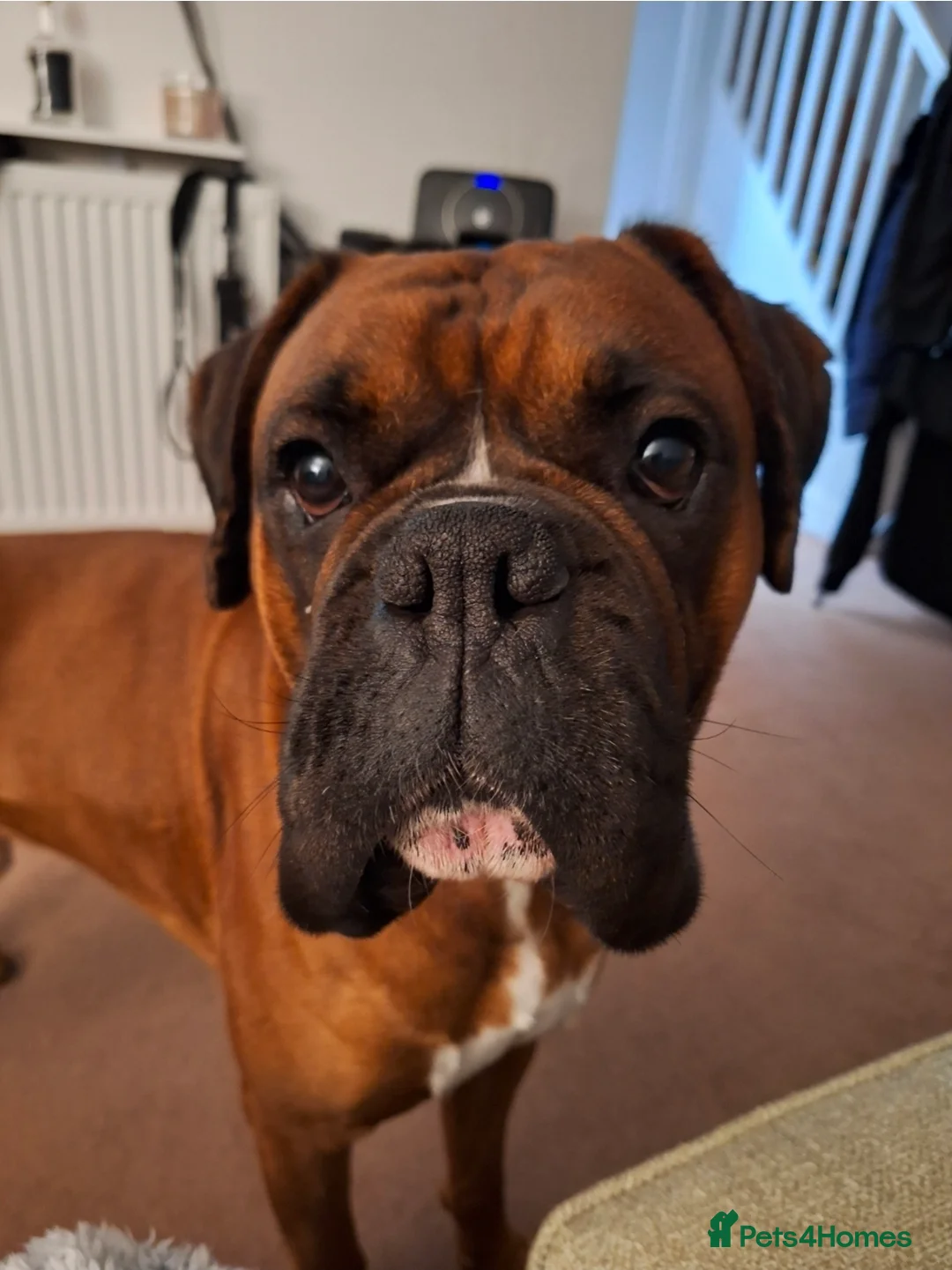 Boxer dogs for stud: Beautiful Arthur - Advert 2