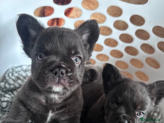 French Bulldog dogs FULL FLUFFY FRENCH BULLDOGS PUPS - KC REGISTERED - Advert 1