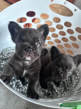 French Bulldog dogs FULL FLUFFY FRENCH BULLDOGS PUPS - KC REGISTERED - Advert 1