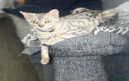 Bengal cats for sale: Stunning 2 YO Bengal Girl Looking for Forever Home - Image 9