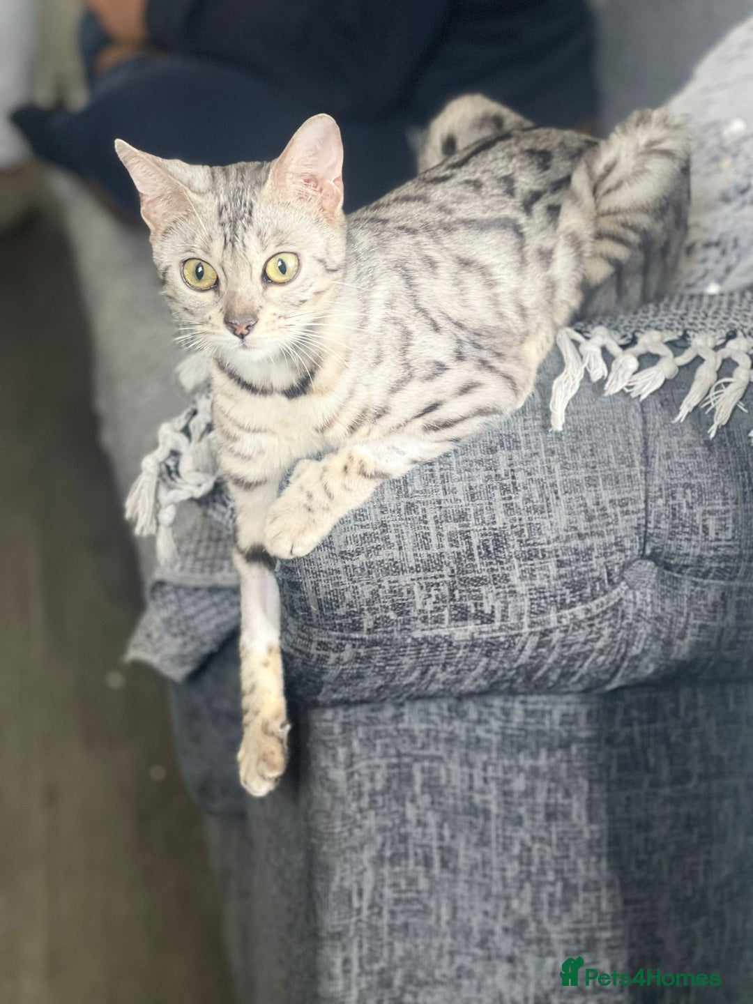 Bengal cats for sale: Stunning 2 YO Bengal Girl Looking for Forever Home - Image 9